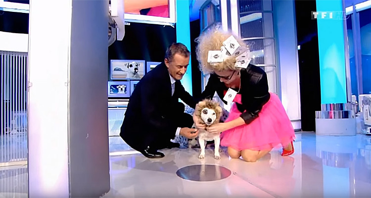 Animal Academy (TF1) : que devient Adeck, le Jack Russell de Christophe Dechavanne ?