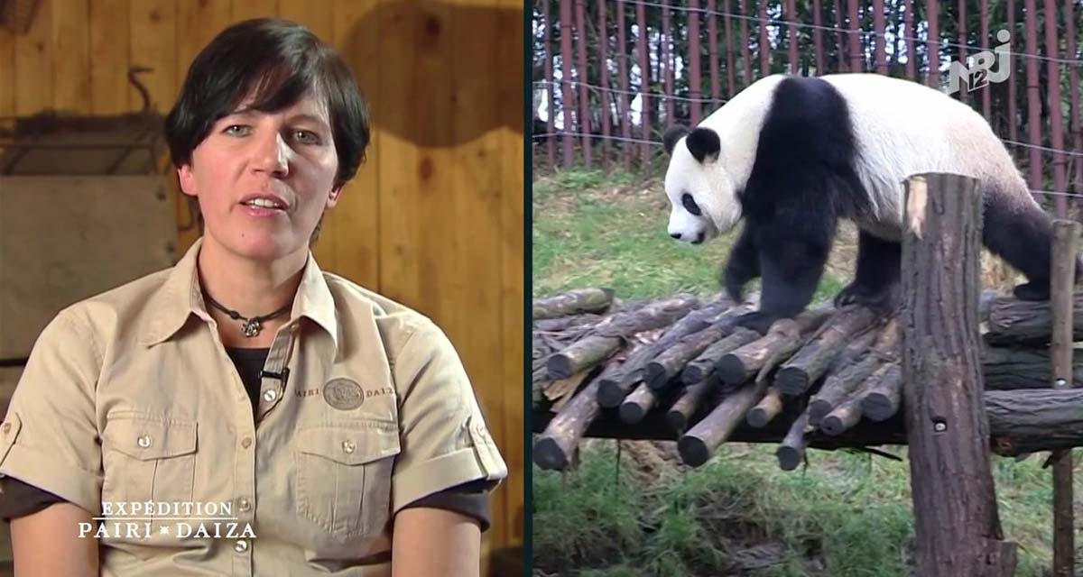 Pairi Daiza : un zoo d‘exception en Belgique, un succès pour les animaux sur NRJ12 ? 
