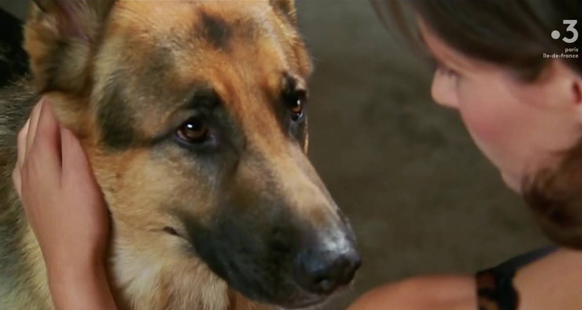 Rex : clap de fin pour le chien flic