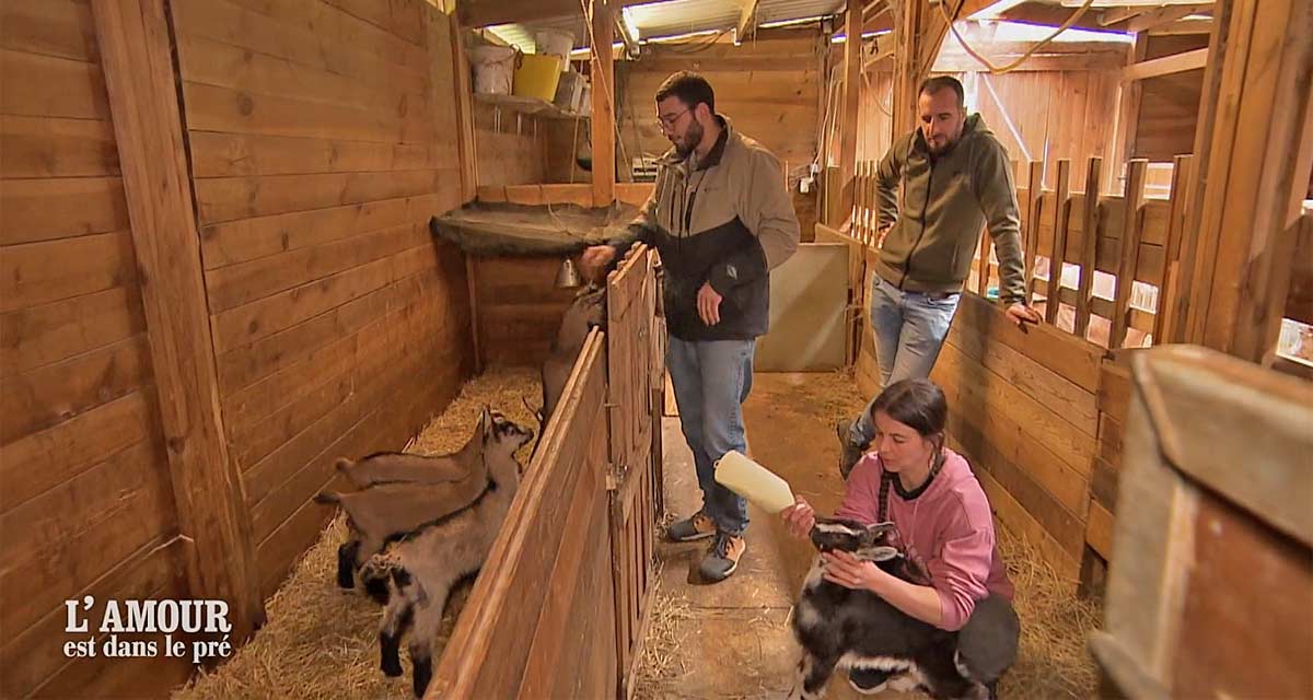 L’amour est dans le pré : Anaïs craque finalement pour Thomas, ce geste qui pourrait tout changer avec Romain