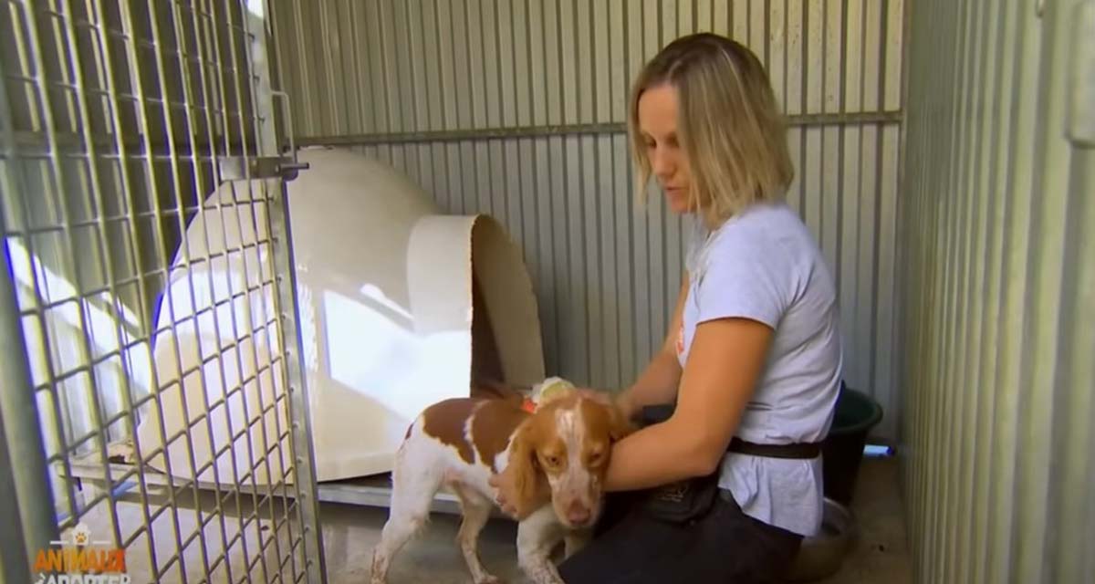Animaux à adopter : le retour inattendu de Sandrine Arcizet et Elodie Ageron après l’arrêt de C8 Animaux à adopter : le retour inattendu de Sandrine Arcizet et Elodie Ageron après l’arrêt de C8