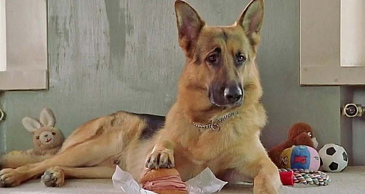 Rex : un retour aux origines pour le chien flic Rex : un retour aux origines pour le chien flic
