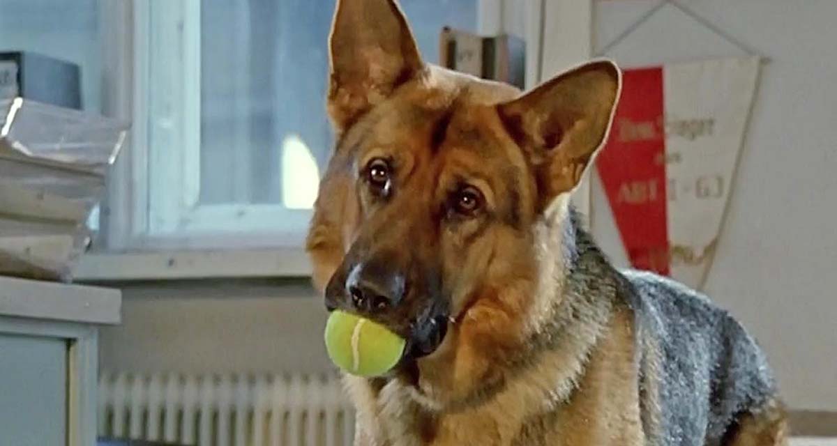Rex, chien flic : la grande annonce qui va ravir les fans Rex, chien flic : la grande annonce qui va ravir les fans