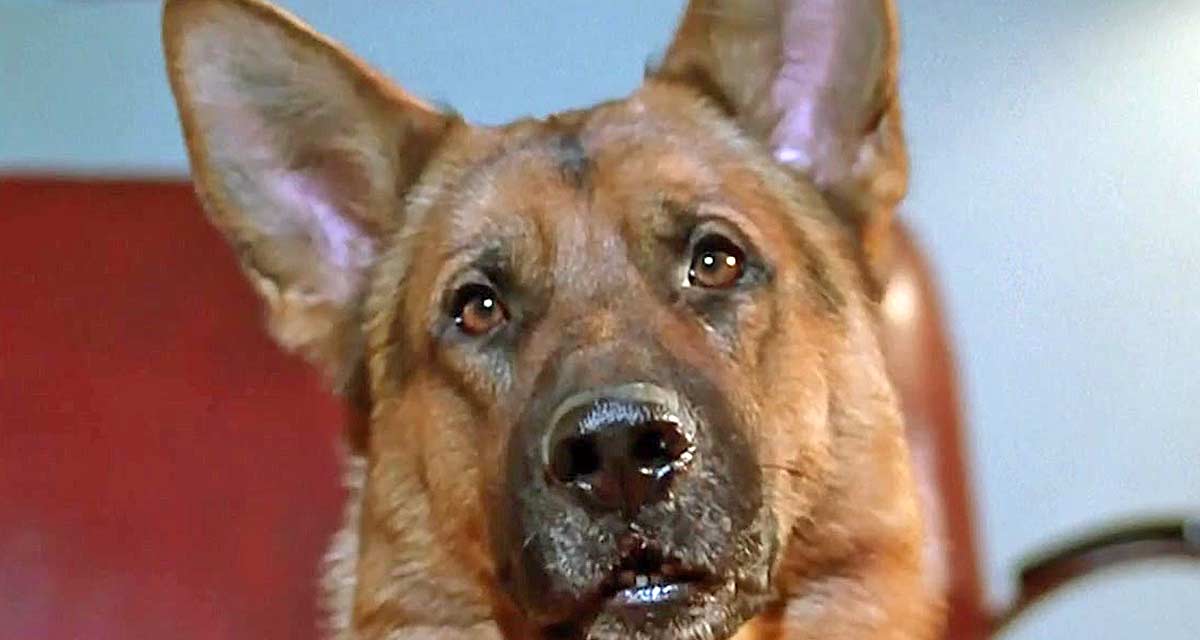 Rex : le chien flic repart en tournage pour de nouveaux épisodes inédits de la série 