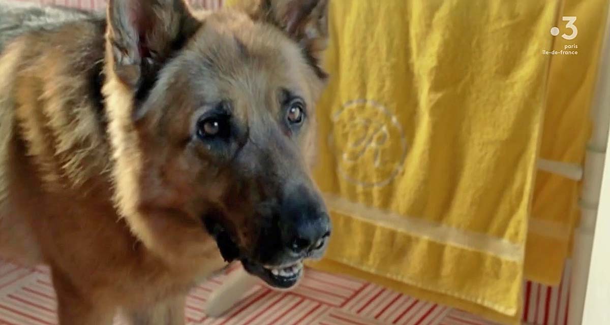 Rex : le chien flic tire sa révérence