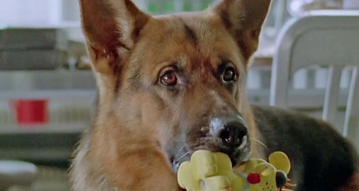 Rex : changements pour le chien flic, la série bouleversée sur France 3 Rex : changements pour le chien flic, la série bouleversée sur France 3