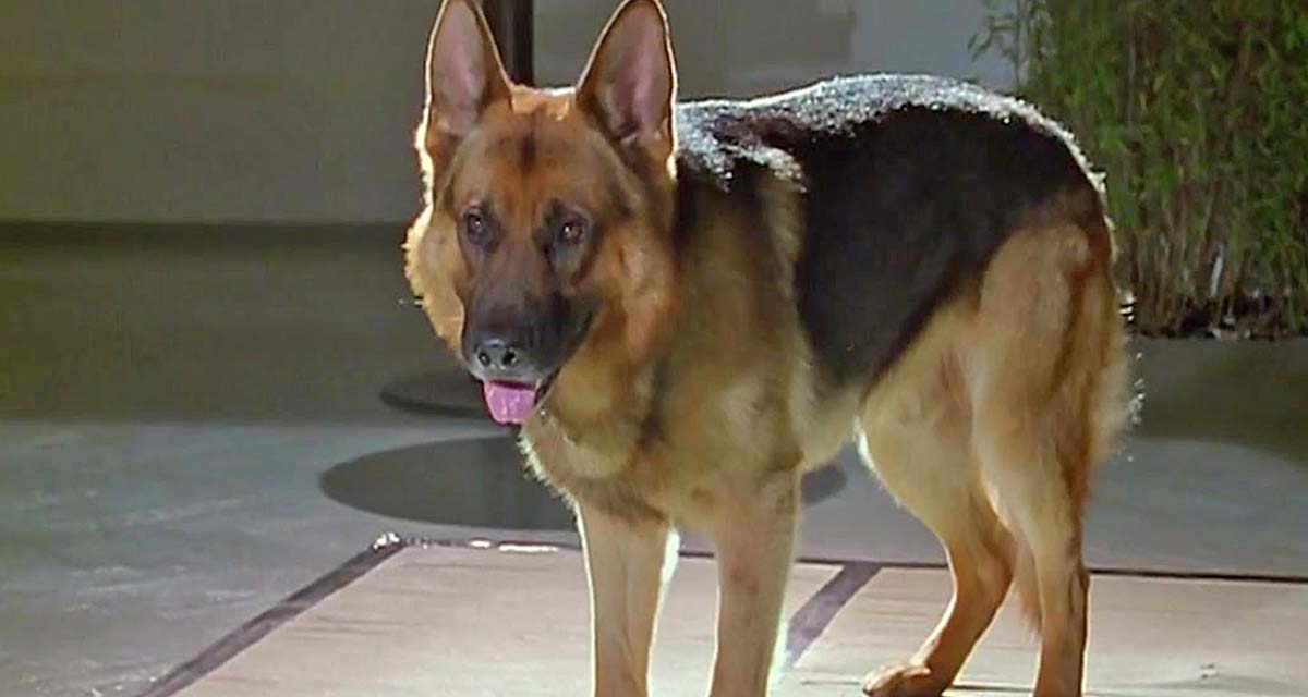 Rex, chien flic : les révélations sur la nouvelle version, succès d’audience sur France 3 Rex, chien flic : les révélations sur la nouvelle version, succès d’audience sur France 3