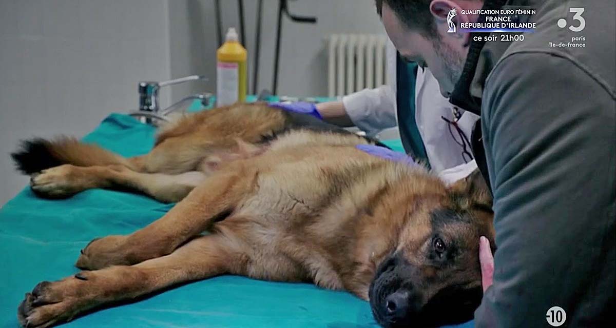 Rex : le départ controversé du chien flic