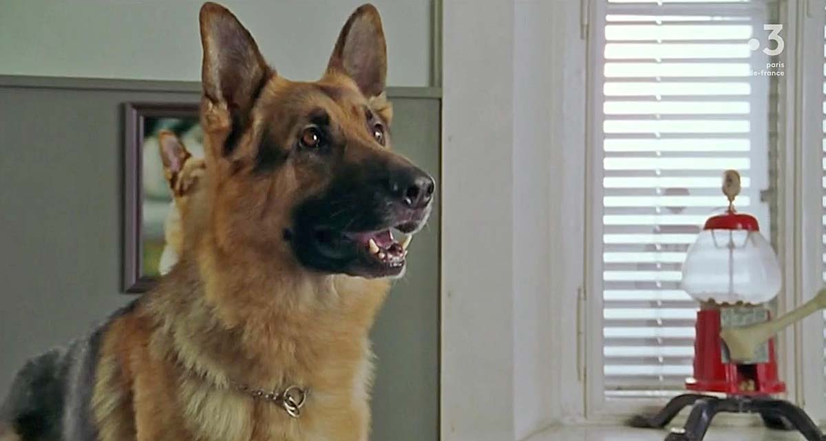 Rex : le chien flic assassiné ? France 3 censure l’épisode