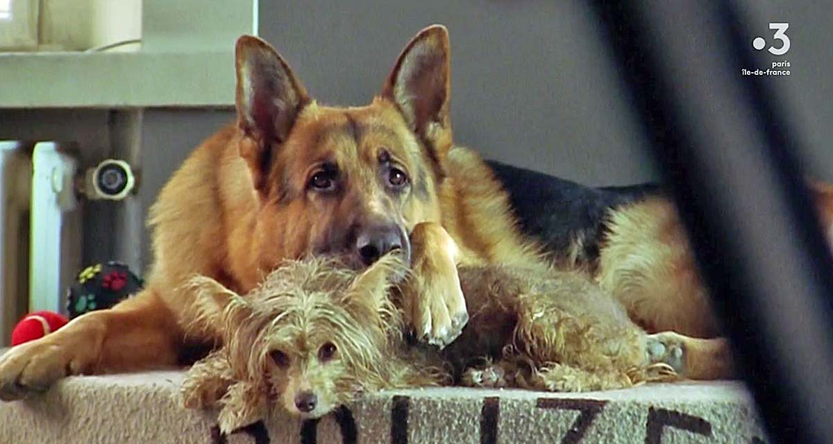 Rex : l’incroyable record du chien flic qui pourrait bien vous surprendre