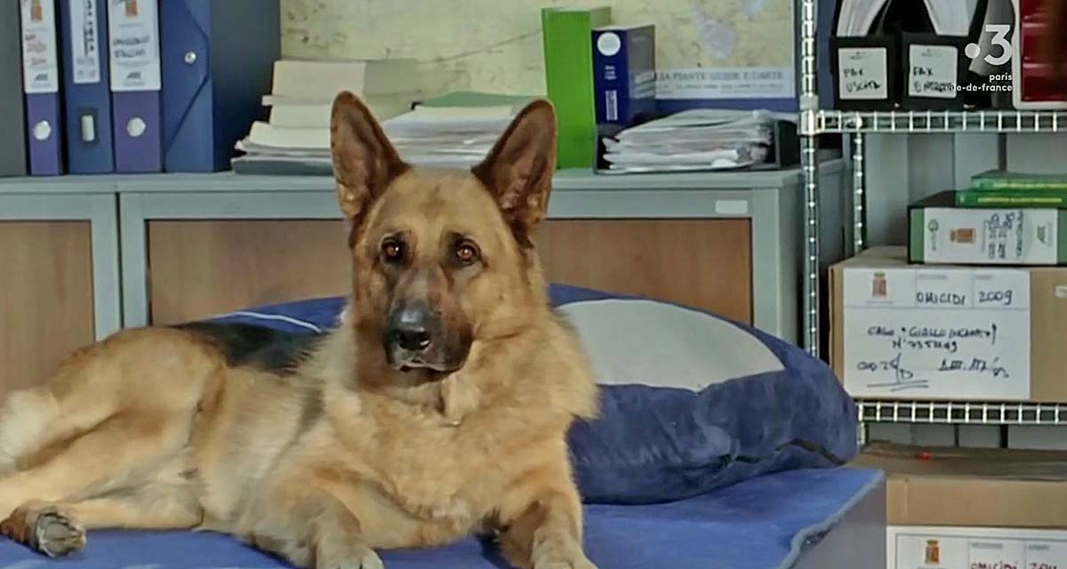 Rex : le chien flic évincé, voici pourquoi 