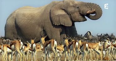 Audiences TV du mardi 25 avril 2017 : Elysée 2017 petit leader devant L'île aux femmes sur France 3, Maison à vendre et Planète Animale 2 au coude-à-coude
