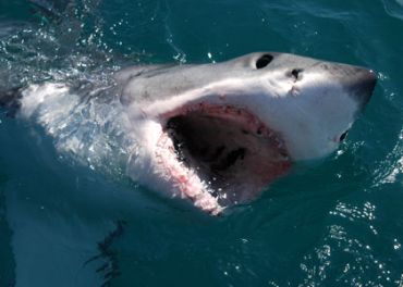 Les requins blancs attaquent le PAF