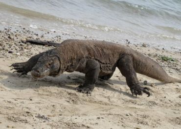 En plein succès Godzilla, TF1 s'intéresse aux dragons de Komodo