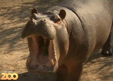 Une saison au zoo devance L'île des vérités sur NRJ12