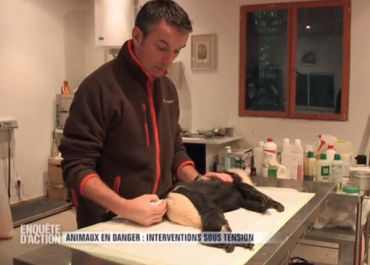 Enquête d'action : le public au chevet des animaux en danger