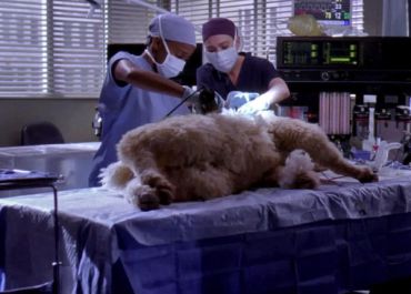 Grey's Anatomy : Derek Shepherd appelé par le président, TF1 battue
