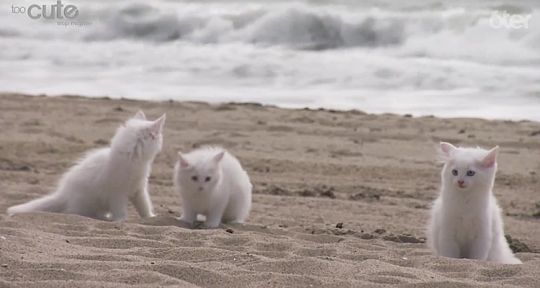 8 août, la journée du chat : Garfield aux avants-postes, les chatons « trop mignons » de Too Cute et la youtubeuse Roxane sur 6ter