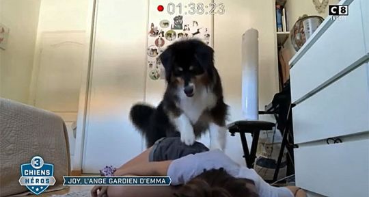 3 chiens héros (C8) : Joy, Happle et Eros, quelles races pour les animaux stars de Julien Courbet ? 
