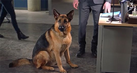 Hudson et Rex (France 3) : le chien Diesel prépare sa relève, la saison 2 en approche