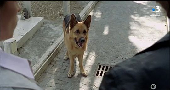 Rex, chien flic : une suite confirmée, audiences explosives pour la série de France 3
