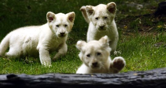 Une saison au zoo 4 : La Flèche ouvrira ses portes le 30 août sur France 4