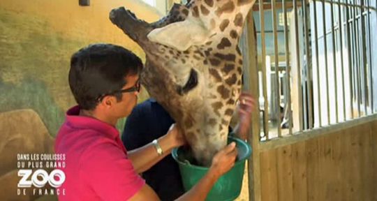 Avec le zoo de Beauval, TMC plus performante en rediffusion qu’en inédit