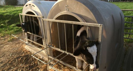 L’animal est une personne : la réalité sur la maltraitance des animaux 