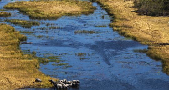 Terra : Yann Arthus-Bertrand filme un monde sauvage au bord de son extinction