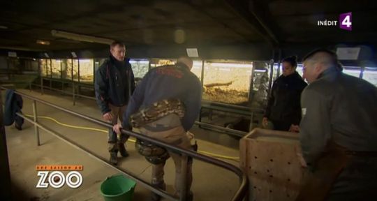 Une saison au zoo (saison 5) : un python réticulé s’échappe, les audiences de France 4 en hausse