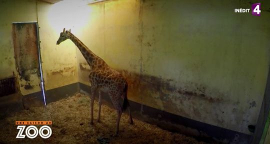 Une saison au Zoo 6 : l’accouchement spectaculaire de la girafe fait exploser l’audience de France 4
