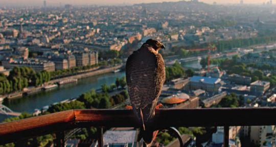La plus belle ville du monde : Paris vue par 3000 espèces sauvages sur M6