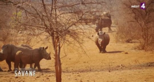 Une saison dans la savane : Le Zoo de la Flèche en Namibie fait des émules