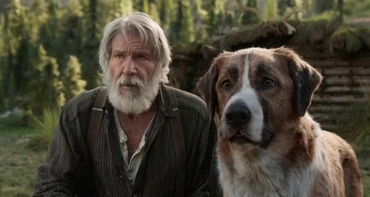 L’appel de la forêt : Buck est-il un vrai chien de race dans le film avec Harrison Ford et Omar Sy ?