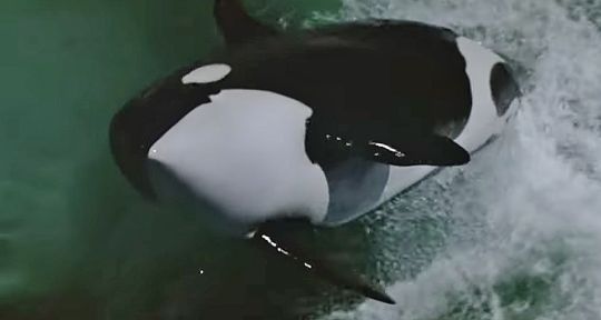 Orca : l’orque pleure à la fin du film, mais est-ce vraiment possible dans la réalité ? 