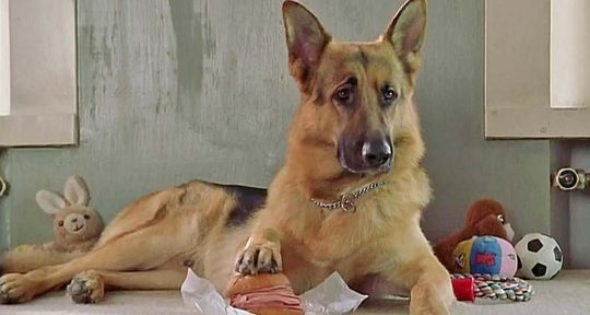 Rex : un retour aux origines pour le chien flic Rex : un retour aux origines pour le chien flic