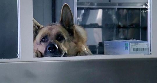 Rex, le chien flic : clap de fin sur France 3