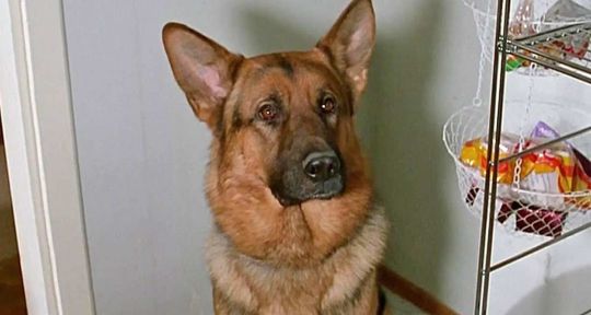 Rex : le chien flic leader des audiences sur France 3 Rex : le chien flic leader des audiences sur France 3