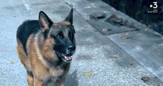 Rex : cette série culte pourrait faire oublier le chien flic