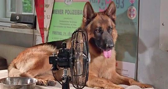 Rex : le chien flic préféré des Français ? La réponse est oui et on en a la preuve Rex : le chien flic préféré des Français ? La réponse est oui et on en a la preuve