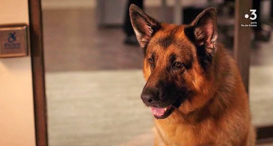 Hudson et Rex : une saison 6 après la fin du chien flic sur France 3 ?