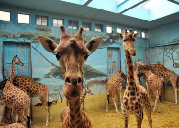 Le nouveau parc zoologique de Vincennes passionne le public de France 2