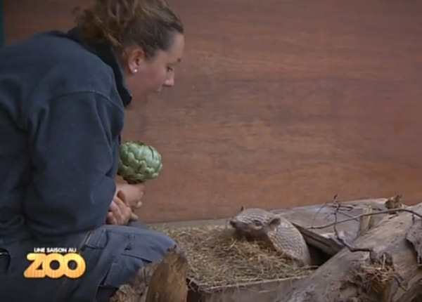 Une saison au zoo : Lady et Gaga plaisent aux enfants sur France 4 Une saison au zoo : Lady et Gaga plaisent aux enfants sur France 4