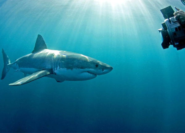 Opération requiem : Canal+ veut rétablir la vérité sur les requins 