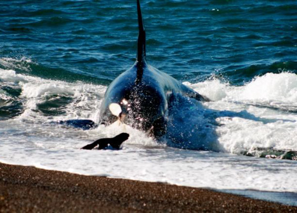 Après l’Orque tueuse d’Arte, Discovery surfe sur la vague