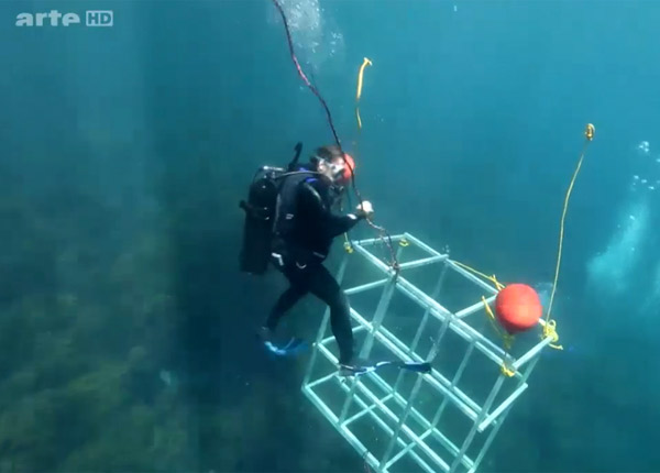 Après l’Orque tueuse, Arte réhabilite le grand requin blanc Après l’Orque tueuse, Arte réhabilite le grand requin blanc