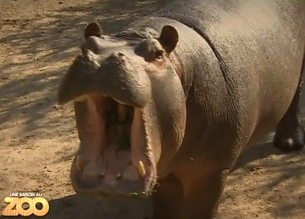 Une saison au zoo devance L’île des vérités sur NRJ12