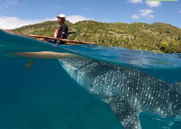 Comment les requins-baleine ont sauvé une île des Philippines et à quel prix Comment les requins-baleine ont sauvé une île des Philippines et à quel prix