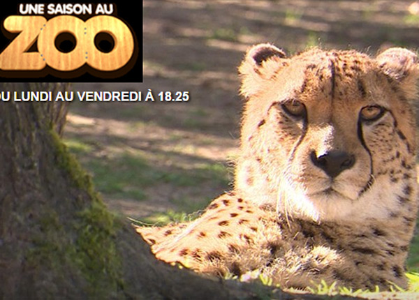 France 4 propulse Une saison au zoo à 20 heures