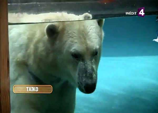 Une saison au zoo décroche un nouveau record d’audience à 20 heures et devance Cauet sur NRJ12 Une saison au zoo décroche un nouveau record d’audience à 20 heures et devance Cauet sur NRJ12